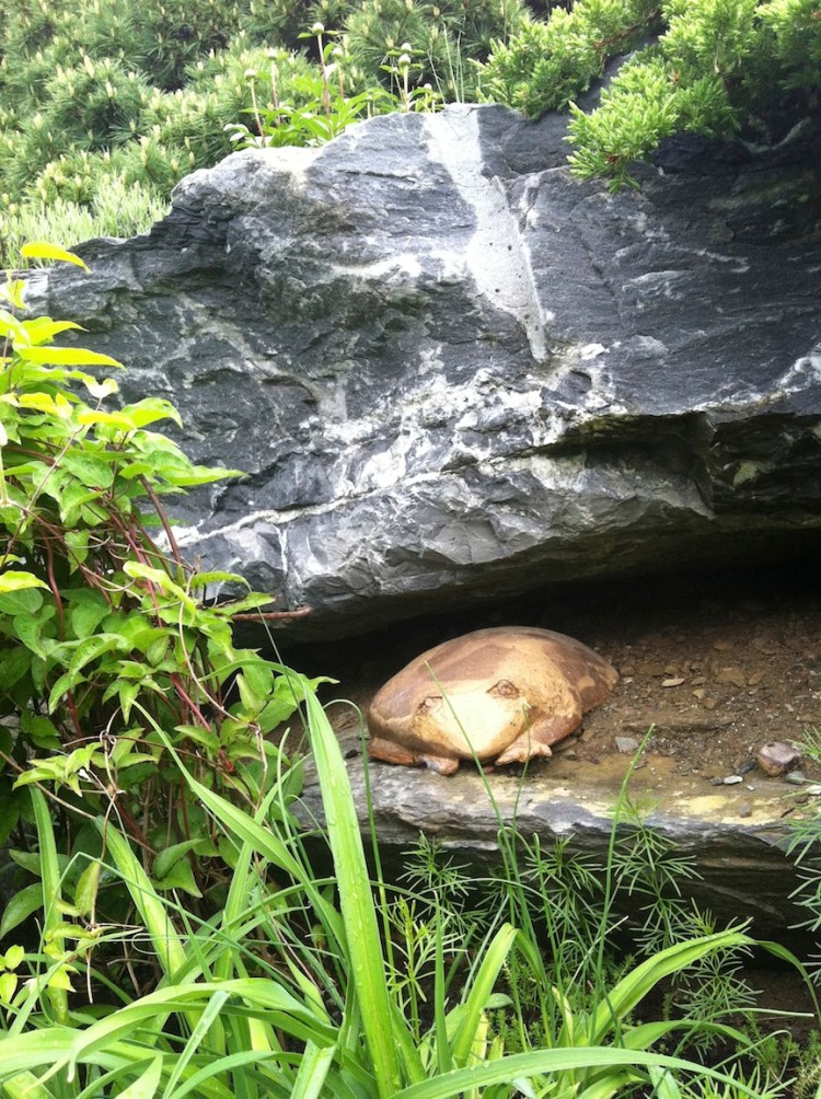 Toad in the garden--by Anna Siok